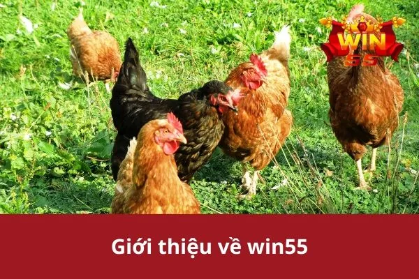 Mẹo Thắng Lớn Khi Cá Cược Đá Gà win55