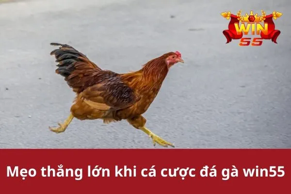 Mẹo Thắng Lớn Khi Cá Cược Đá Gà win55