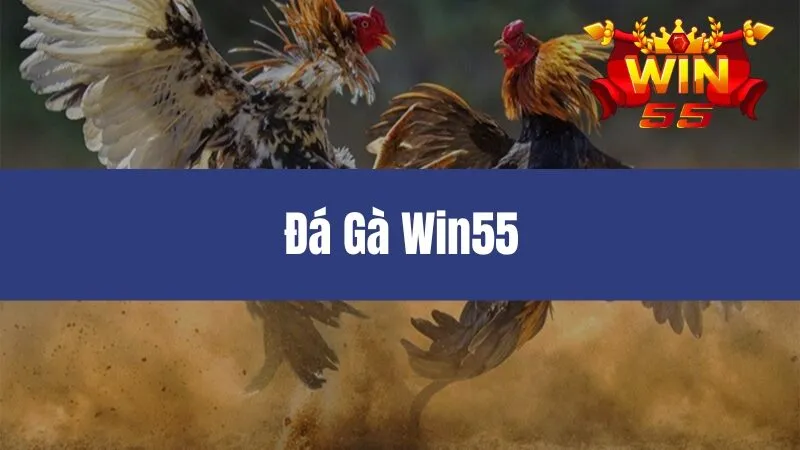 Đá Gà Win55